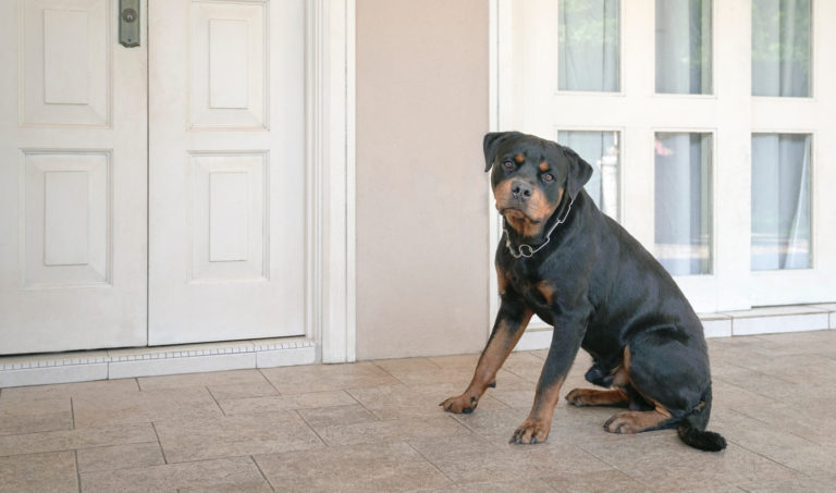 Zwarte rottweiler hond zit voor witte voordeur en bewaakt het huis