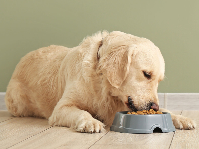 Golden Retriever eet zijn op maat gemaakte natuurlijke hondenbrokken op