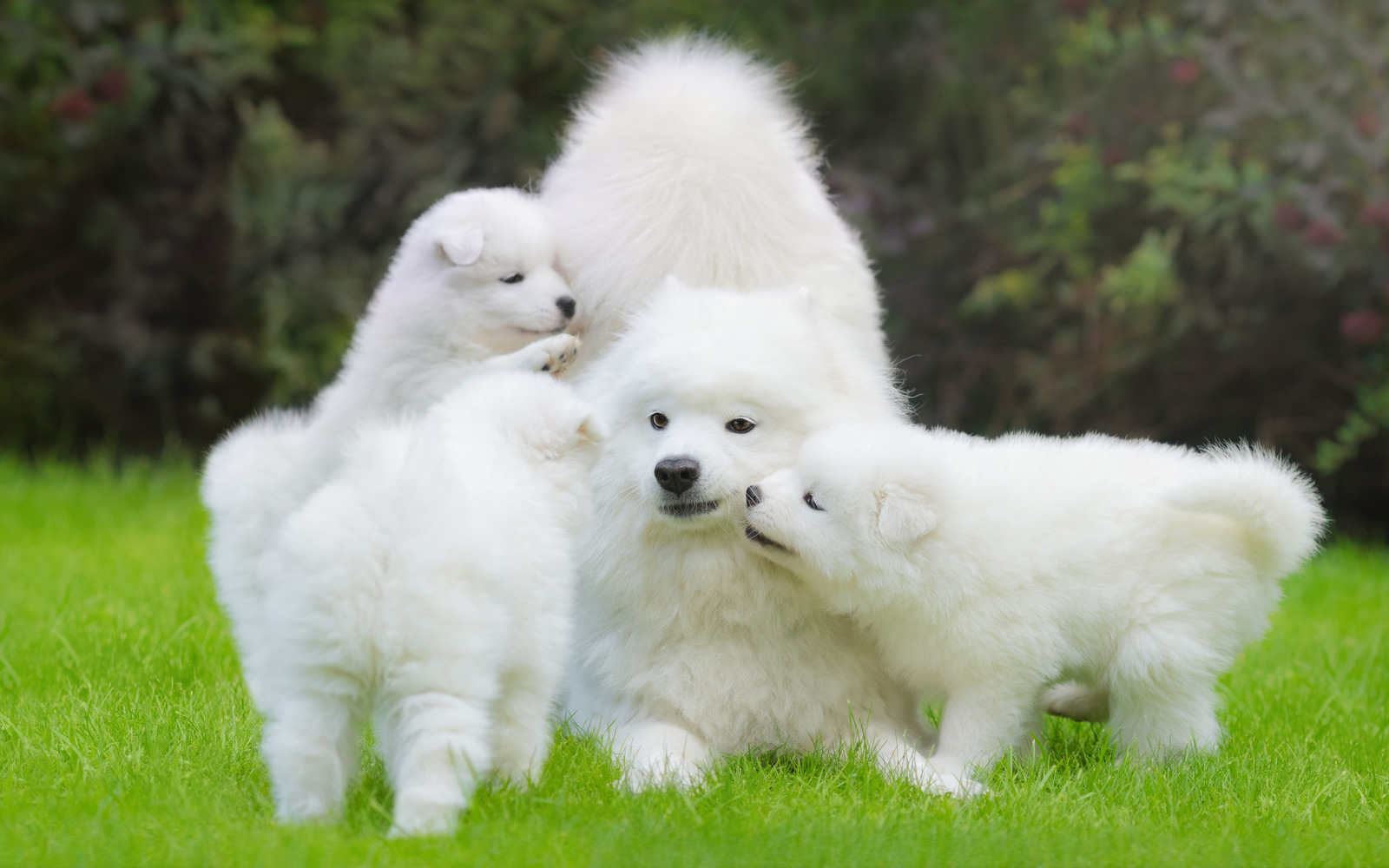 Witte schattige hond met puppy's