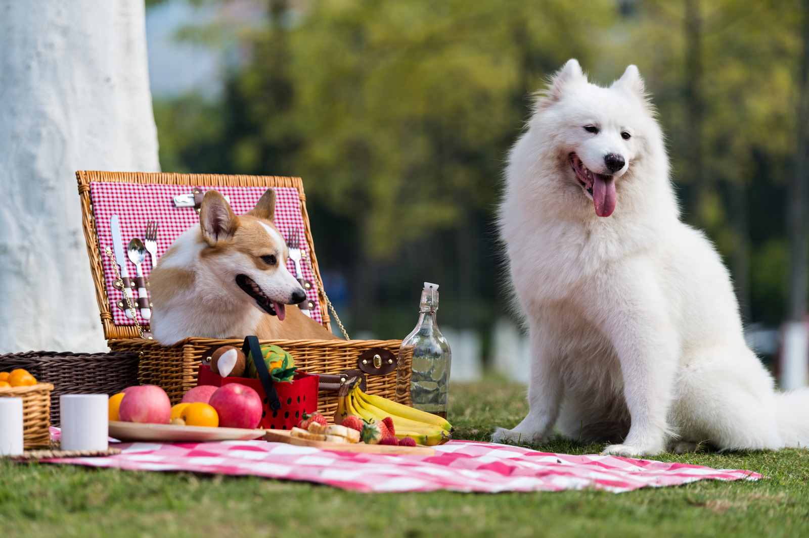Corgi en witte samojeed hond houden een picnic in het park