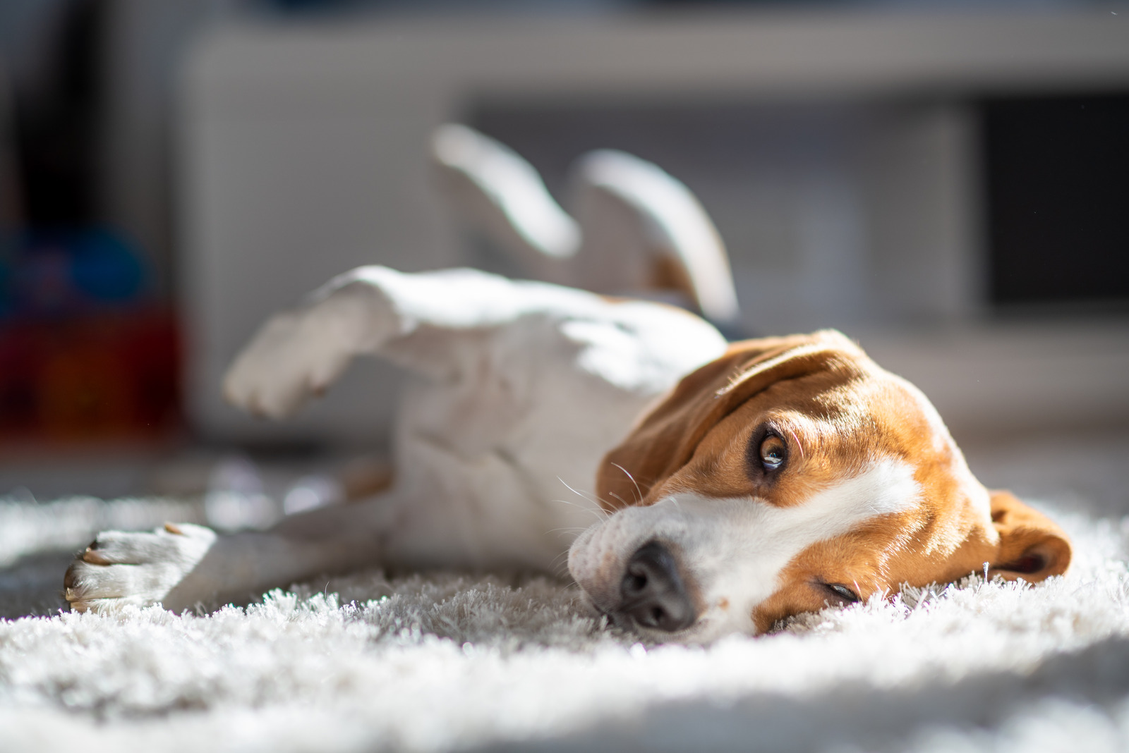 Schijnzwangere hond beagle ligt op de grond met poten in de lucht