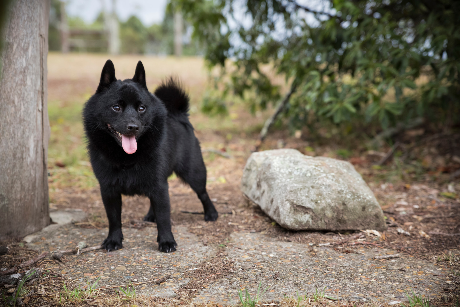 Slimme zwarte hond schipperke staat naast een steen met tong uit zijn bek