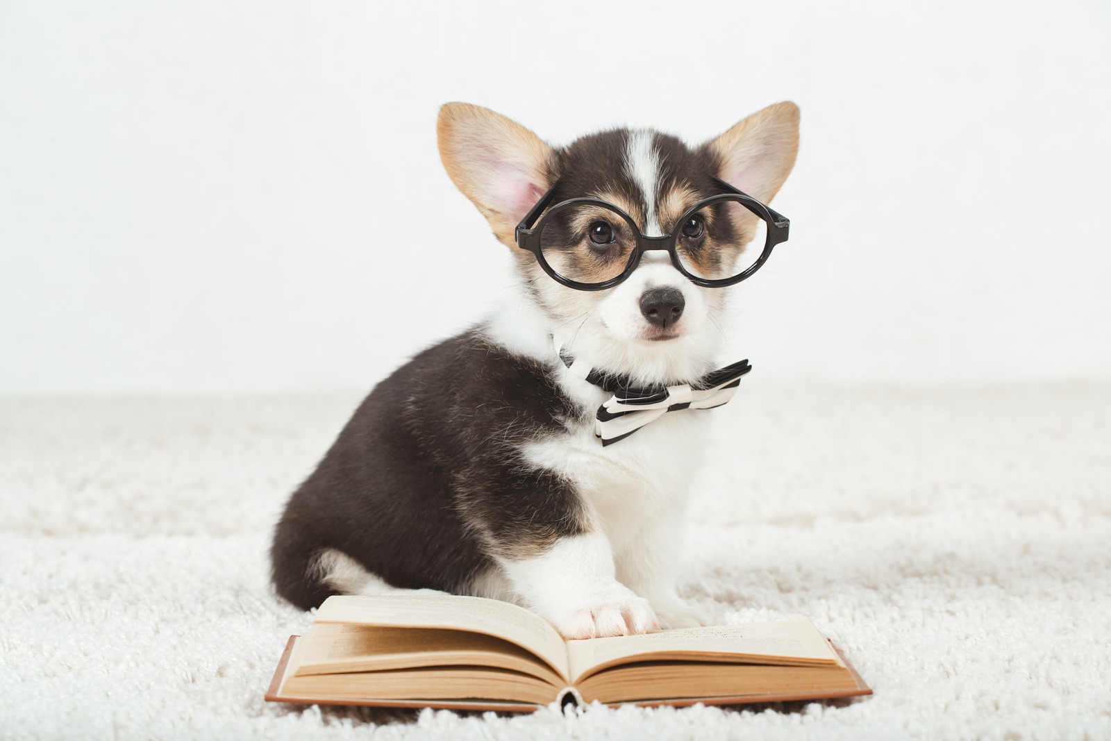 Bruine slimme hond met bril leest boek