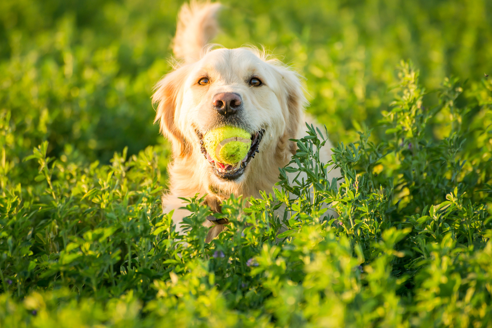 Speels hondenras golden retriever loopt door bloemenveld met gele tennisbal in mond