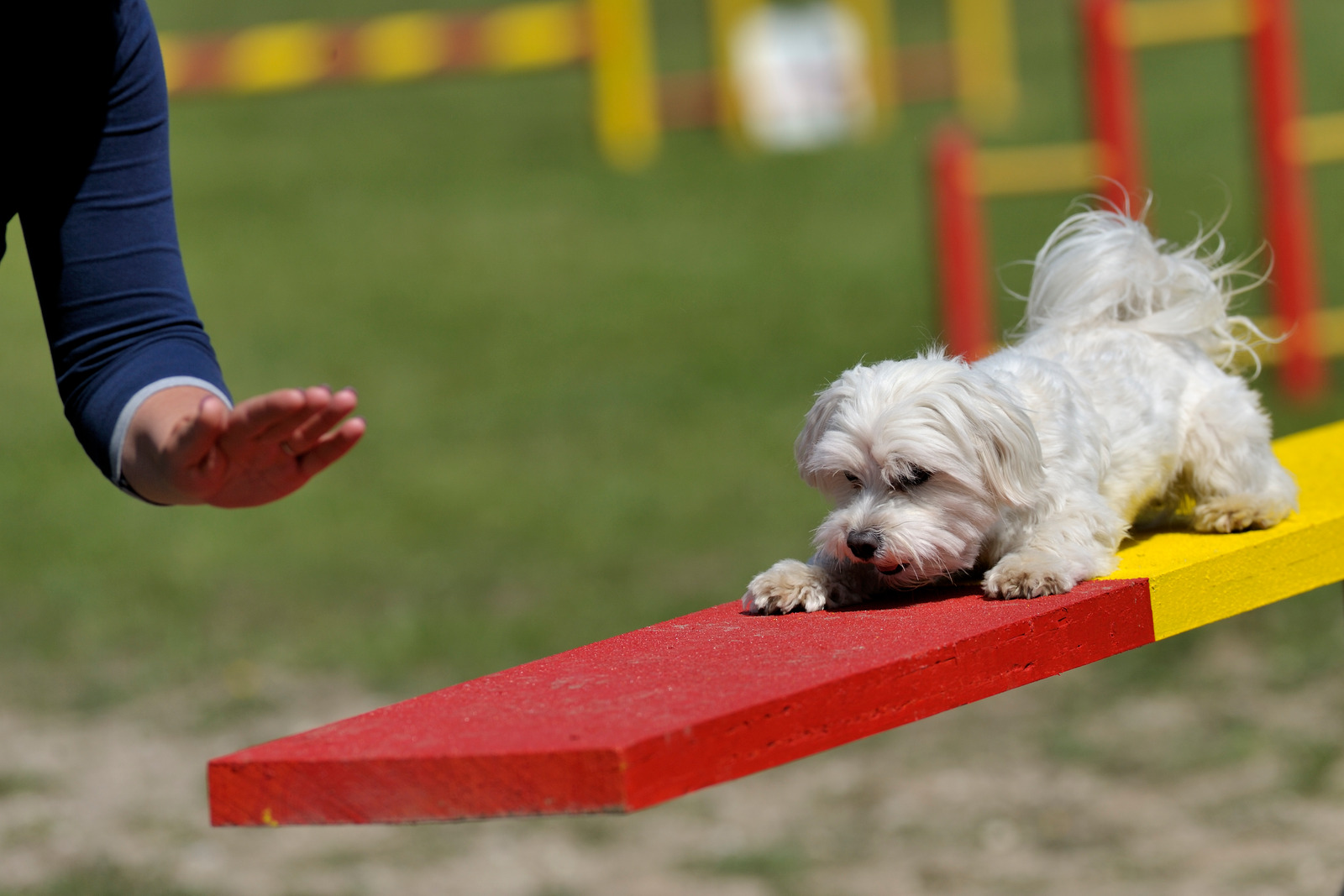 Speels wit hondenras maltezer op rood-gele agilitytraining balk