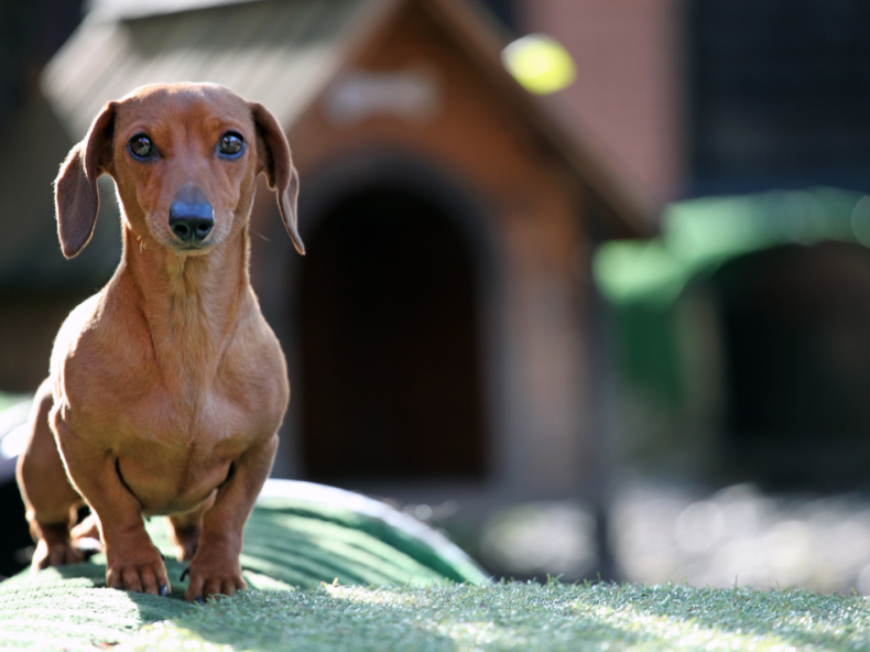 Verzekerde hond in een veld met paarse lavendelbloemen|Bruine teckel in hondenhotel betaald door verzekering