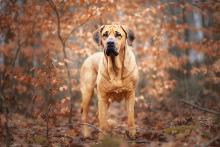 Broholmer grootste hondenras staat in bos in de herfst