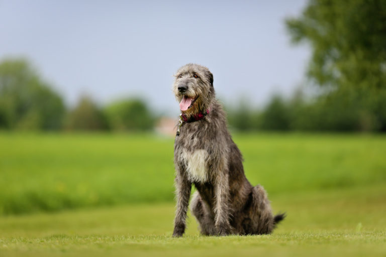 Grote grijze Ierse wolfshond zit op gras en hijgt