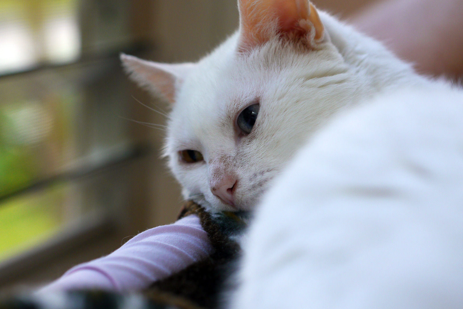 Witte kat met huidproblemen kijkt verdrietig