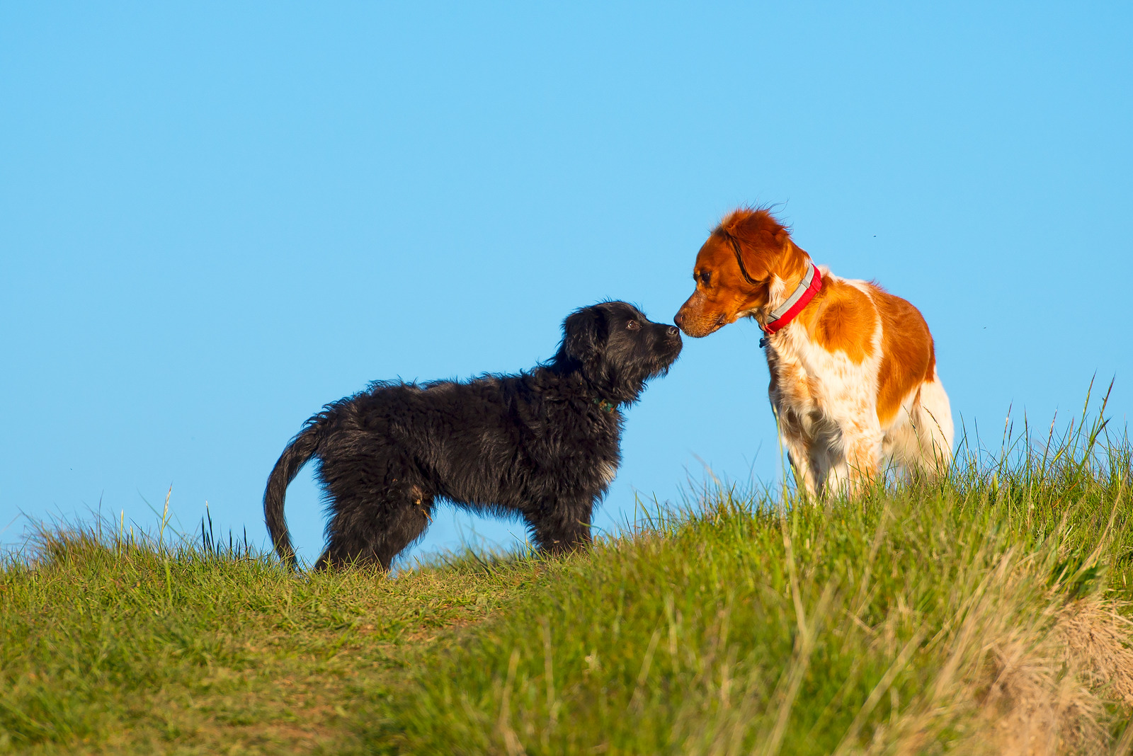 Honden zijn weggelopen om te paren en ruiken aan elkaar op heuvel met gras en blauwe hemel