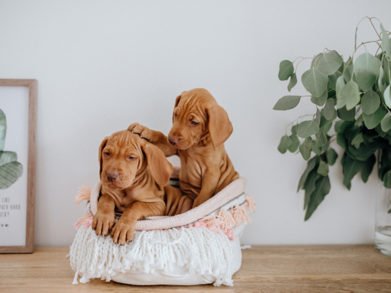 Twee bruine viszla puppys in een mandje op een houten kast met eucalyptus