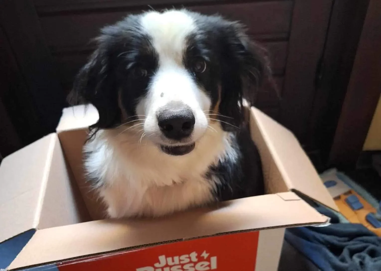 Border collie in doos