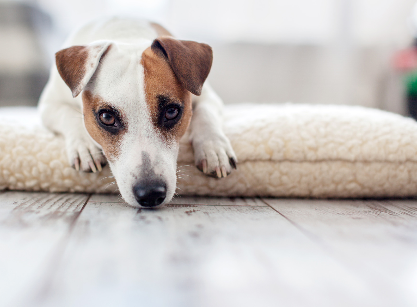 Jackrussel hond ligt op teddy stof wit kussen op de grond en kijkt verdrietig omdat hij een tumor heeft
