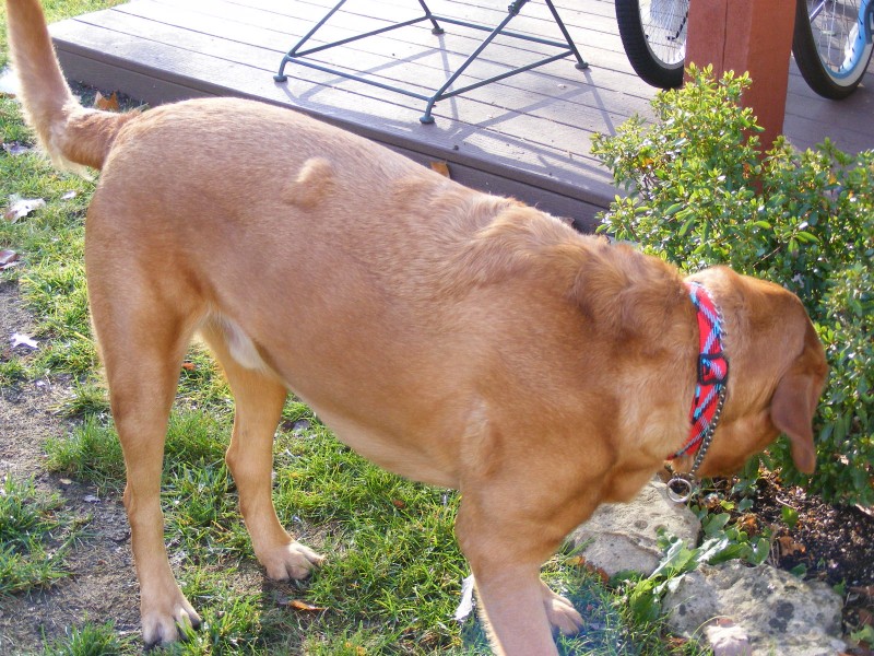 Vetbult of lipoom op de rug van een bruine hond die in de tuin staat