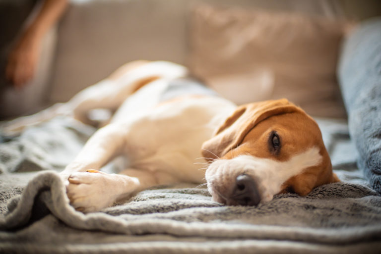 Beagle hond ligt op de grond na diarree met bloed te hebben