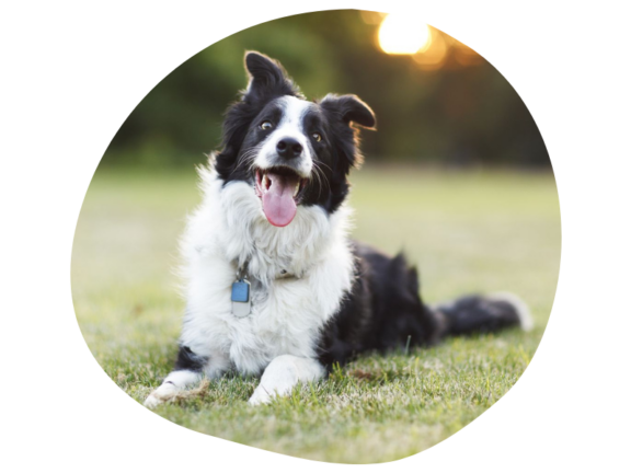 Border Collie voelt zich veel beter dankzij probiotica supplementen