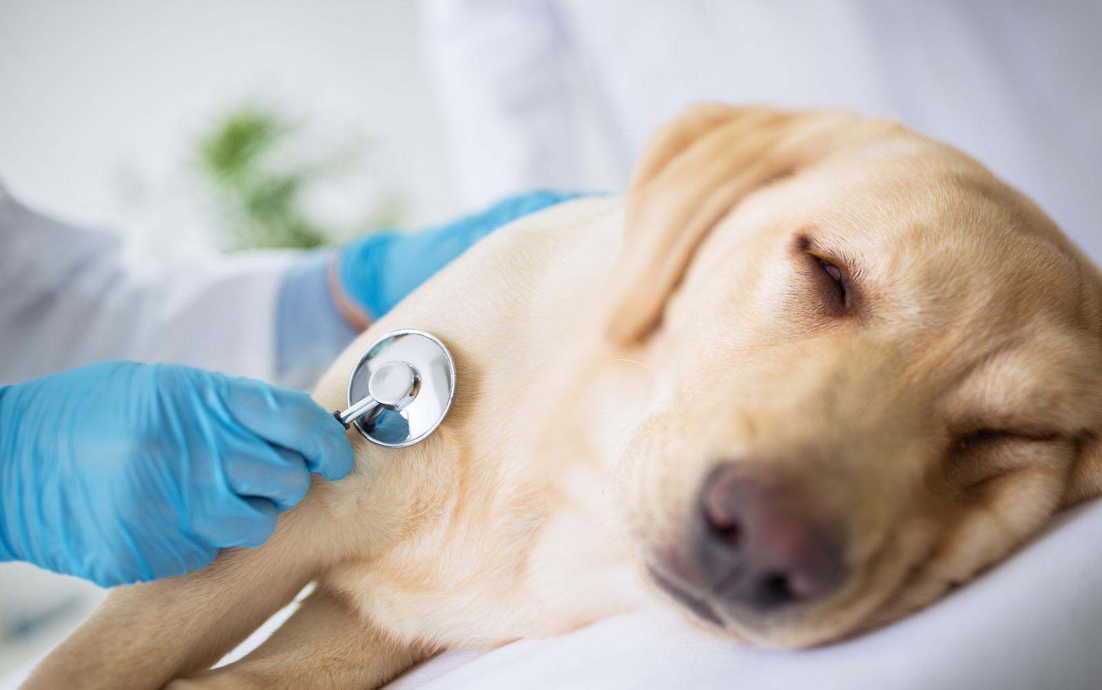 Dierenarts onderzoekt labrador hond met ziekte die neerligt