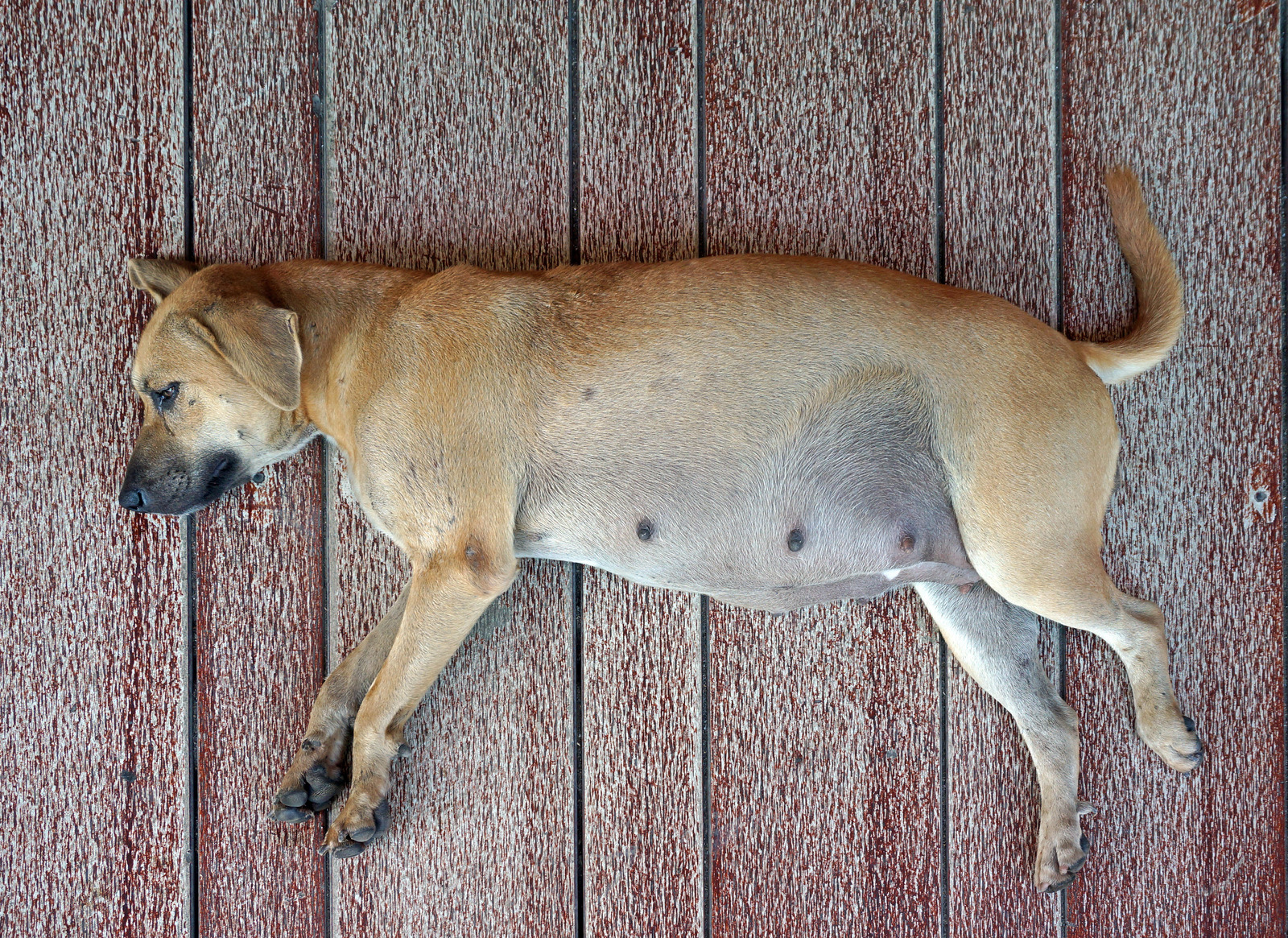 Bruine hond in zwangerschap ligt op houten vloer