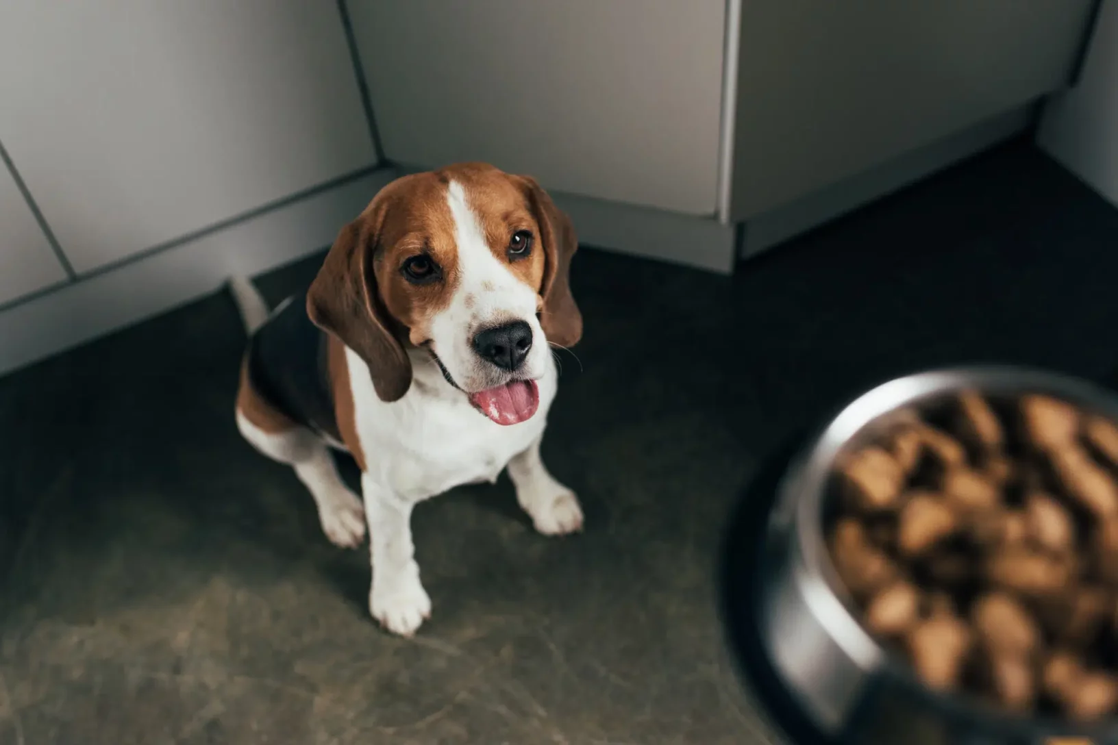 Beagle kijkt naar zijn biologische hondenbrokken van Just Russel