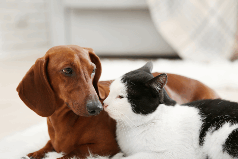 hond en kat samen