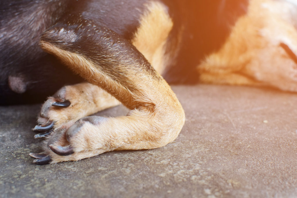 Clos-up beeld van een hond met artrose