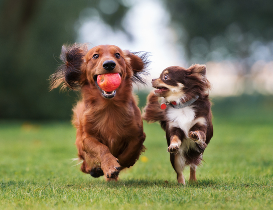 Spelende honden met appel Just Russel past speciaal voeding aan voor de allergie