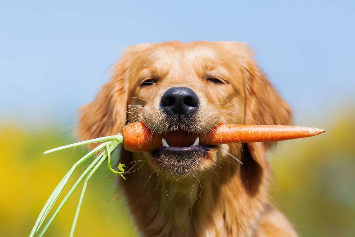 Hond met wortel in zijn bek