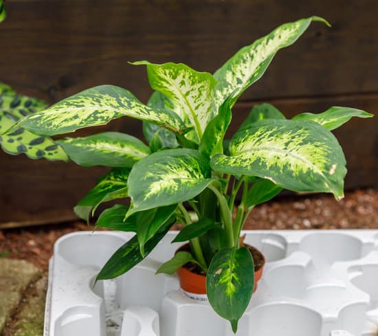 Dieffenbachia, giftige plant voor katten