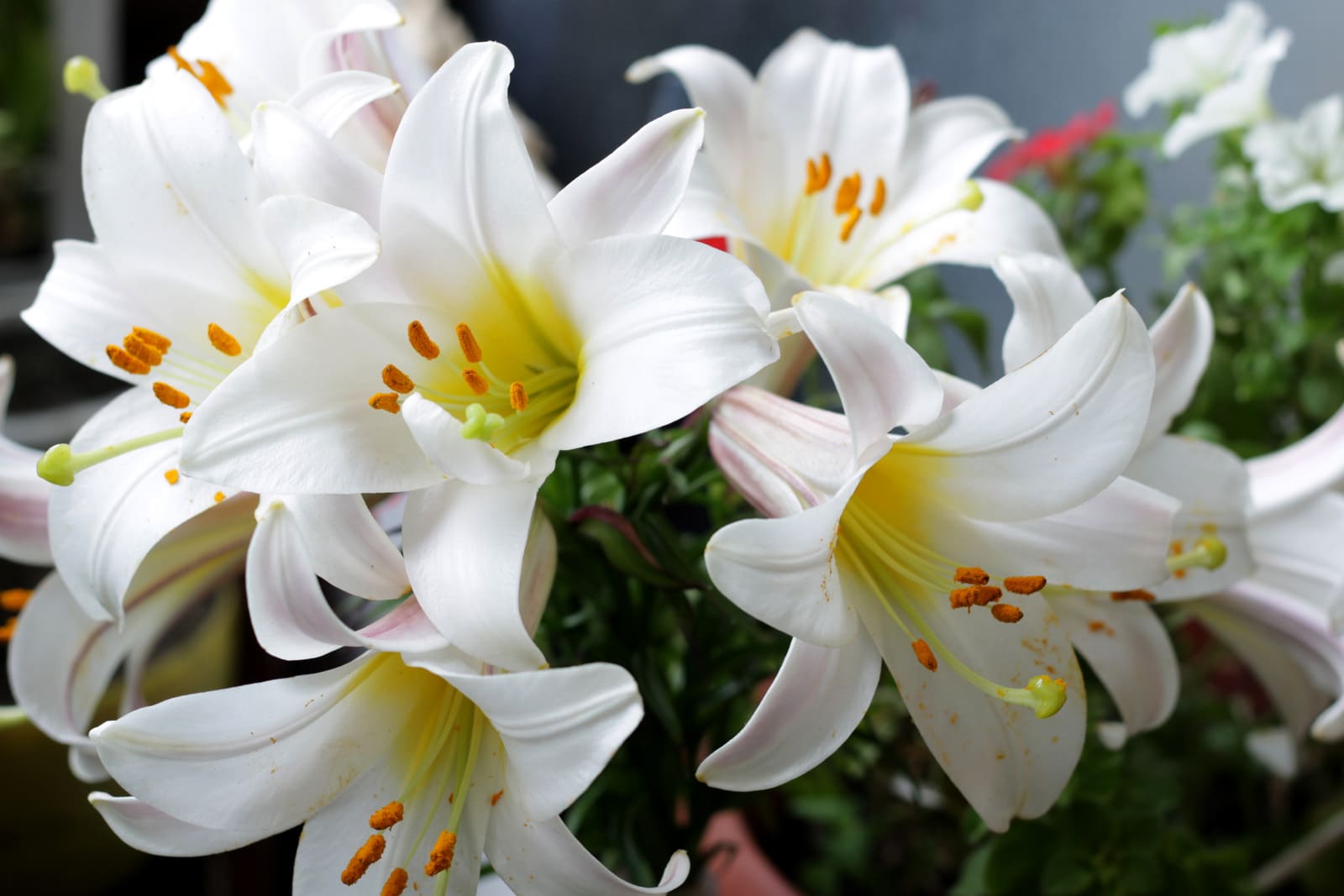 Lelie, giftige plant voor katten