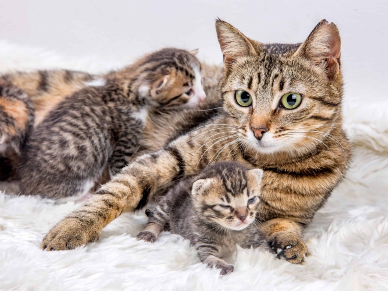 Grijze kat is net bevallen van 4 gezonde kittens