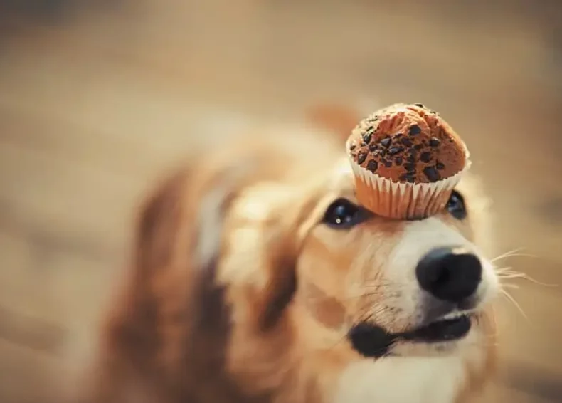 hond met een chocolade cake op zijn kop