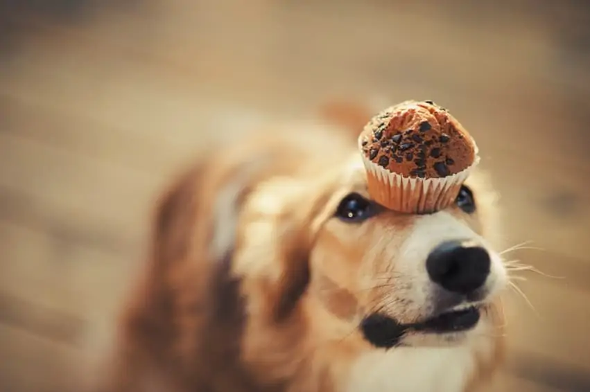 hond met een chocolade cake op zijn kop
