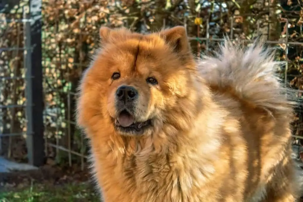 chow chow in de tuin