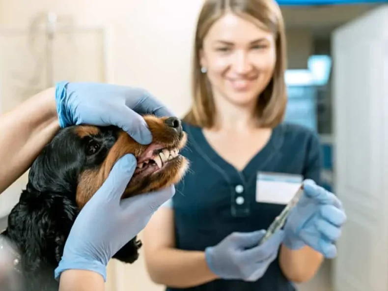 hond met een tandenborstel voor zijn bek|hond bijt in een hondensnack|controle van het gebit van een hond