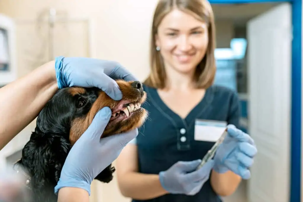 controle van het gebit van een hond