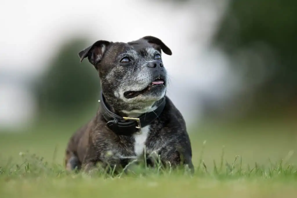 Hond met dementie ligt in het gras