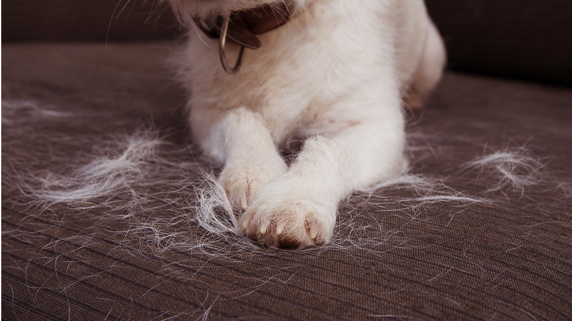Hond verliest haar op zetel