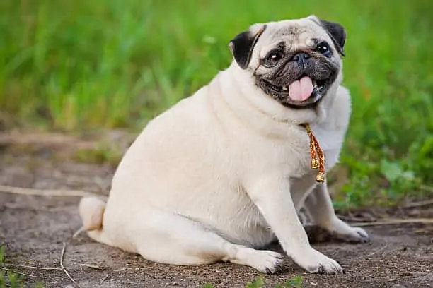 franse bulldog met overgewicht