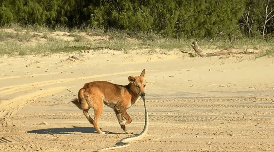 dingo jaagt op het strand