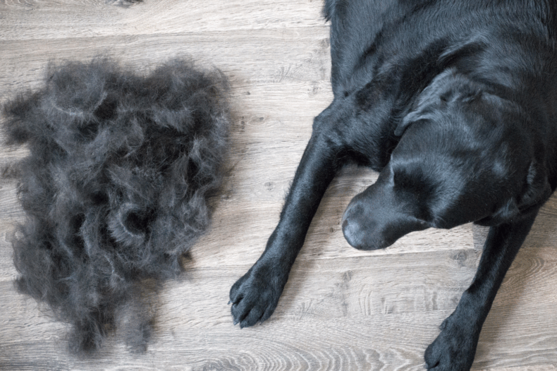 hond met hondenhaar ernaast