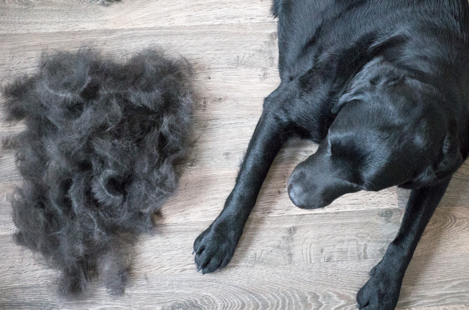 hond met hondenhaar ernaast