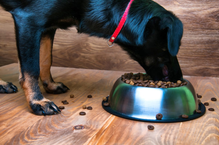 Dog eating hypoallergenic dogfood