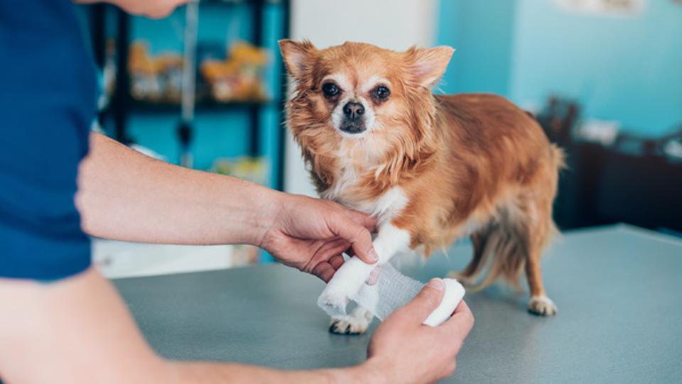 Chihuahua with an injured leg getting a bandage