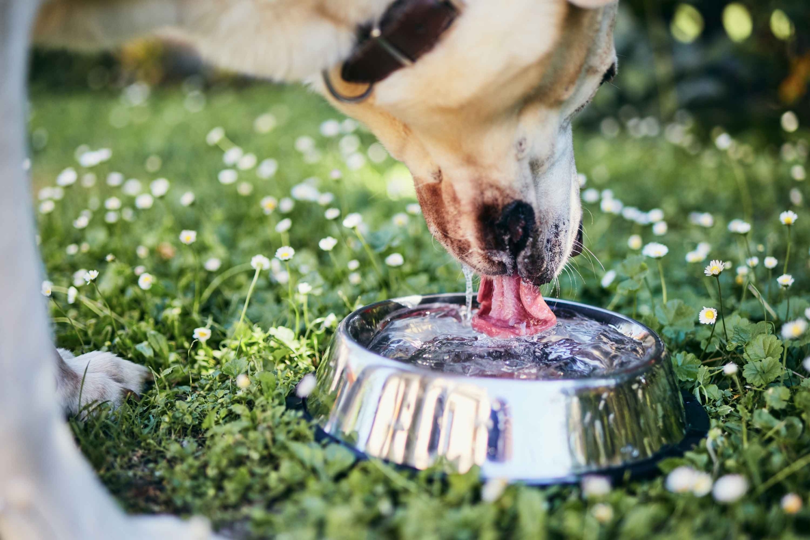 A dog drinking from a metal bowl