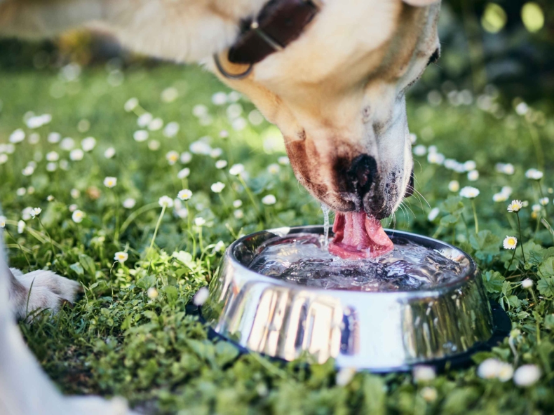 A dog drinking from a metal bowl