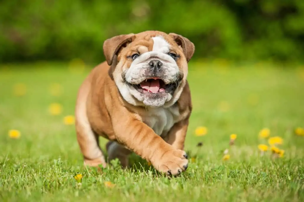 engelse bulldog aan het spelen op een grasveld