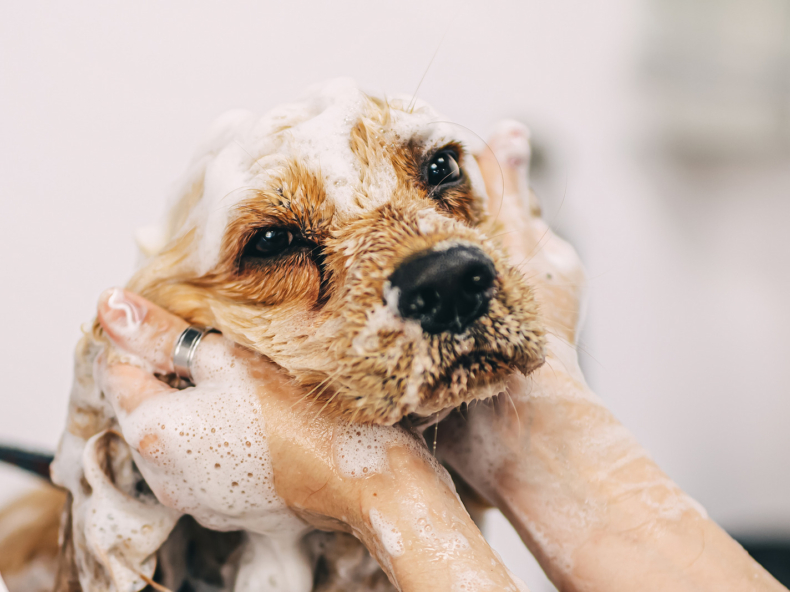 |kleine blonde engelse cockerspaniel hond wordt gewassen door handen met shampoo