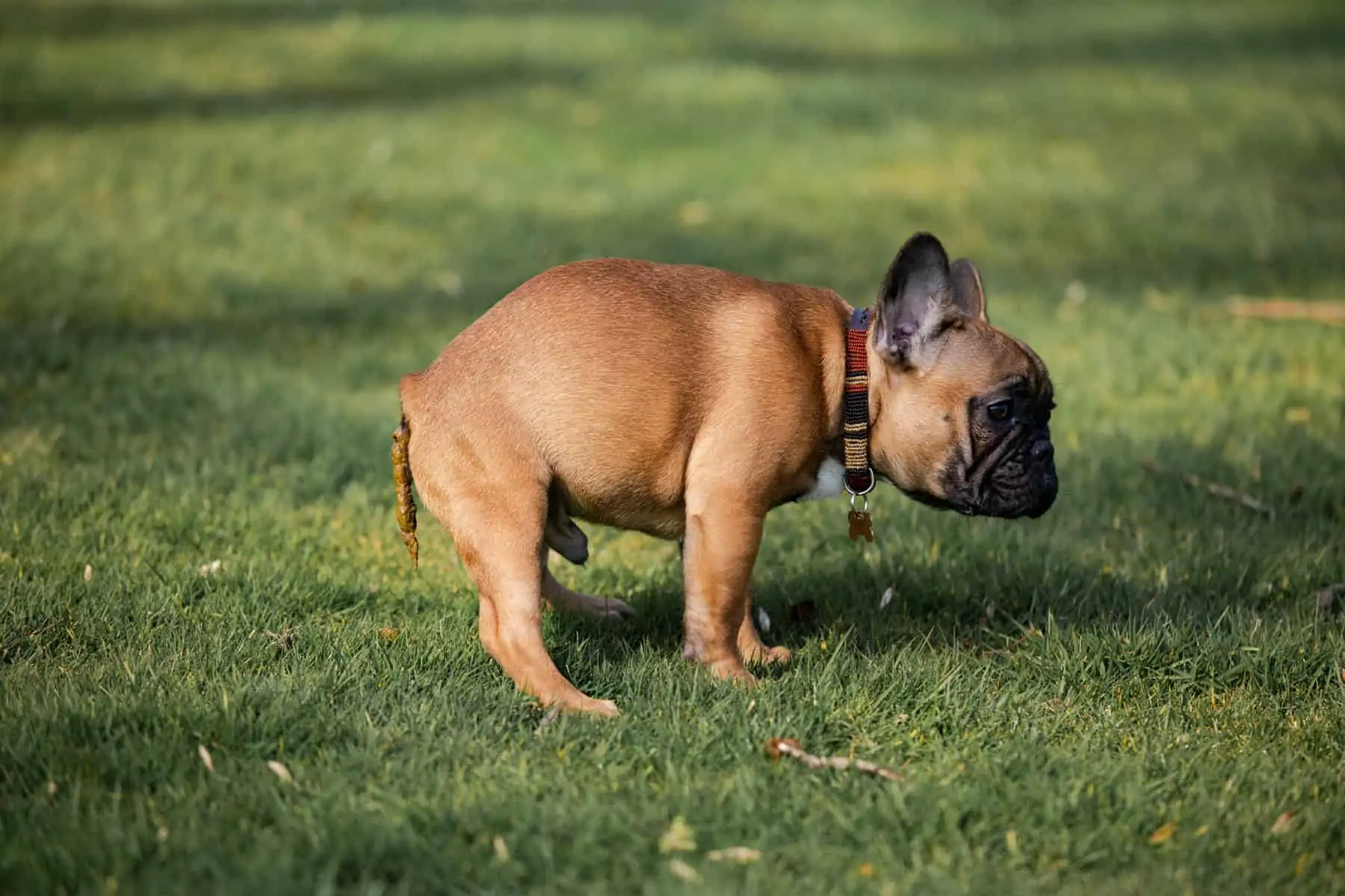 franse bulldog met gezonde stoelgang op gresveld