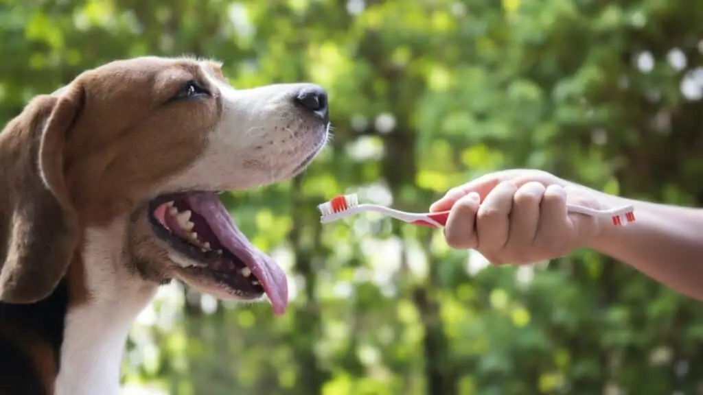 hond met een tandenborstel voor zijn bek