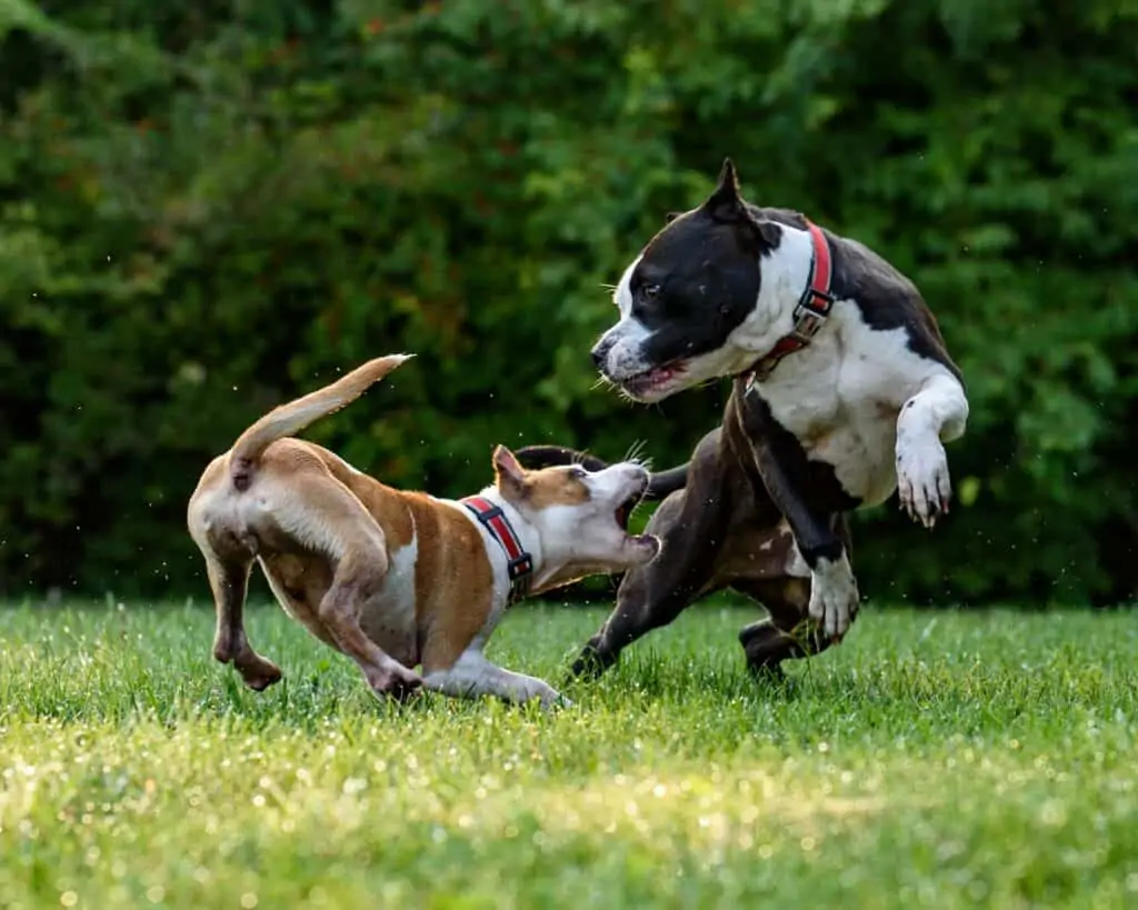 twee honden vechten in open veld